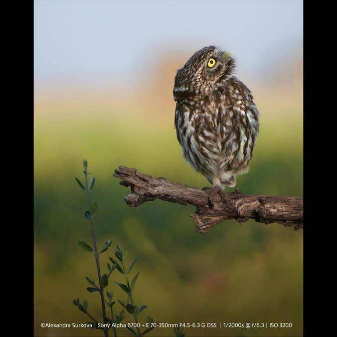 Sony Alpha a6700 Wildlife Kit PZ 16-50mm + 70-350mm